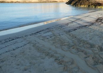 Lampedusa si conferma “isola delle tartarughe”: il primo nido del 2024 è nella baia di Cala Croce