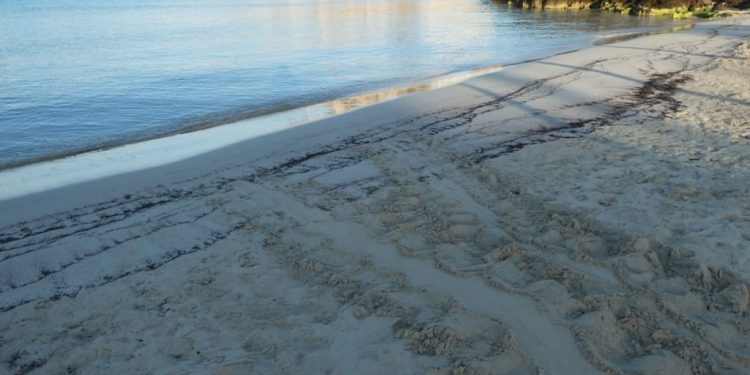Lampedusa si conferma “isola delle tartarughe”: il primo nido del 2024 è nella baia di Cala Croce