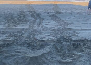 Lazio, trovato il primo nido di Caretta caretta del 2026: la deposizione avviene a Sabaudia