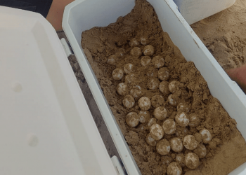 Si apre la stagione di nidificazione di tartarughe marine anche in Spagna: primo nido a Elche (Valencia)