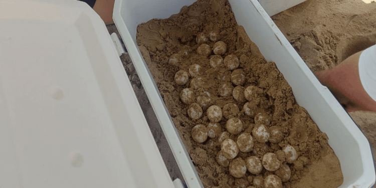 Si apre la stagione di nidificazione di tartarughe marine anche in Spagna: primo nido a Elche (Valencia)