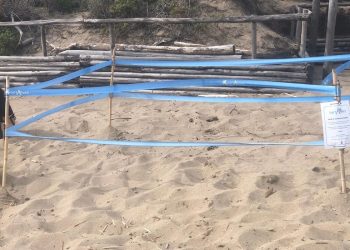 Primo nido di tartaruga marina in Toscana e nono italiano dell’anno