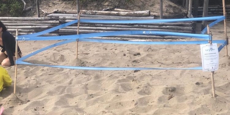 Primo nido di tartaruga marina in Toscana e nono italiano dell’anno
