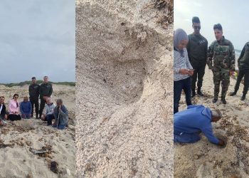 La stagione delle tartarughe marine inizia anche in Tunisia: primo nido a Ghedhabna