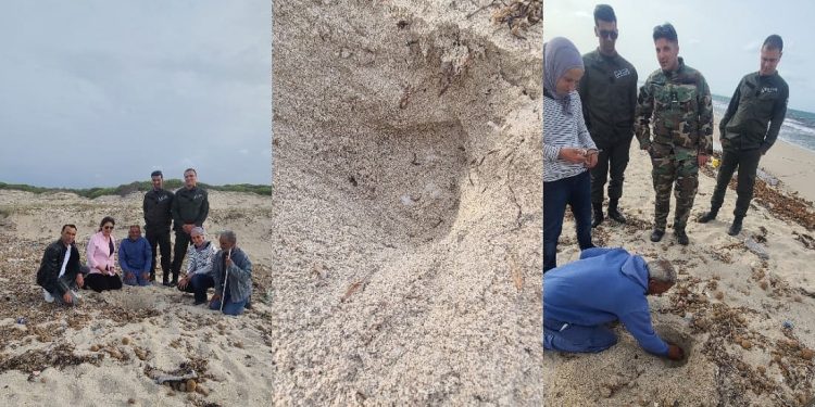 La stagione delle tartarughe marine inizia anche in Tunisia: primo nido a Ghedhabna