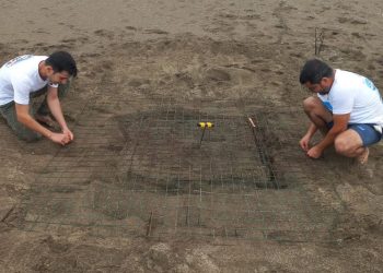 Iztuzu: trovato il primo nido di tartaruga marina della stagione 2025 nel Mediterraneo