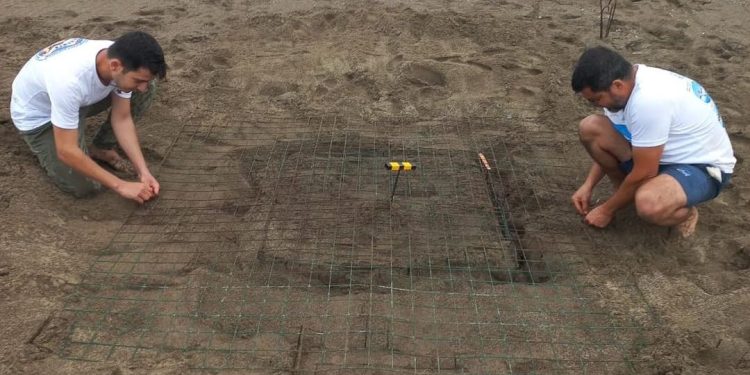 Iztuzu: trovato il primo nido di tartaruga marina della stagione 2025 nel Mediterraneo