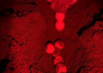 Turchia, prima nidificazione del 2026 a Iztuzu: un modello di conservazione che cresce nel tempo