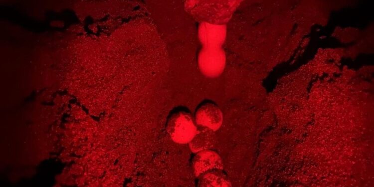 Turchia, prima nidificazione del 2026 a Iztuzu: un modello di conservazione che cresce nel tempo