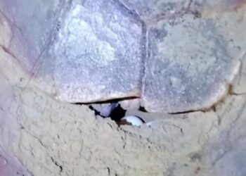 Storico a Pescara: prima nidificazione di tartaruga marina nella città, è il sesto nido in Abruzzo