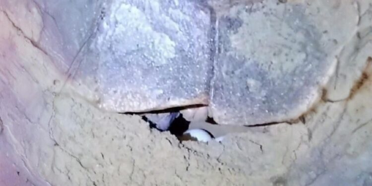 Storico a Pescara: prima nidificazione di tartaruga marina nella città, è il sesto nido in Abruzzo