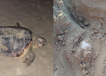 Il primo nido di tartaruga marina per la provincia di Rimini: una notte storica a Riccione