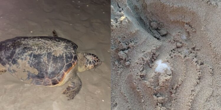 Il primo nido di tartaruga marina per la provincia di Rimini: una notte storica a Riccione