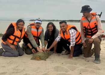 India, rilasciata la prima tartaruga a guscio molle con trasmettitore satellitare