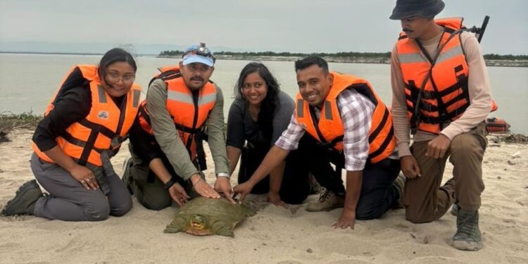 India, rilasciata la prima tartaruga a guscio molle con trasmettitore satellitare