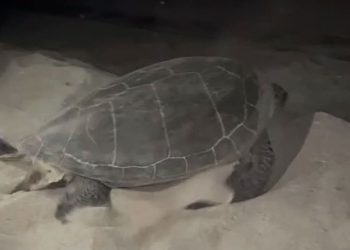 Per la prima volta nella storia, una tartaruga verde tenta di nidificare in Italia, scegliendo una spiaggia della Calabria
