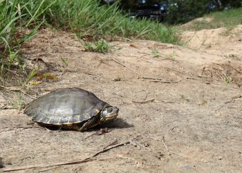La tartaruga del Pearl River e i suoi sostenitori potrebbero ostacolare un enorme progetto di ingegneria