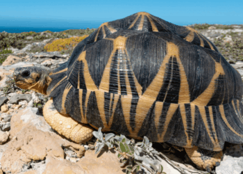In missione per le testuggini: dal Michigan al Madagascar per salvare una specie in pericolo
