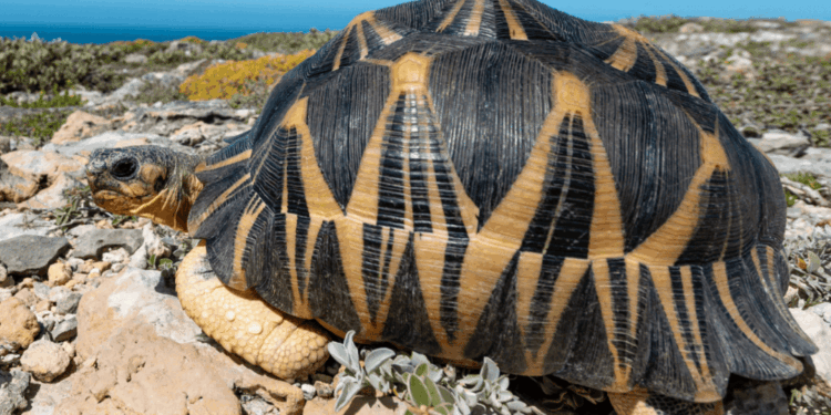 In missione per le testuggini: dal Michigan al Madagascar per salvare una specie in pericolo