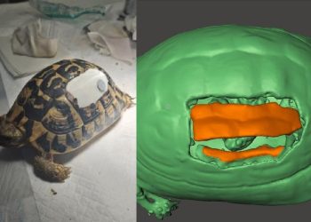 Protesi in 3D per salvare la vita di una testuggine in letargo ferita da una motozappa