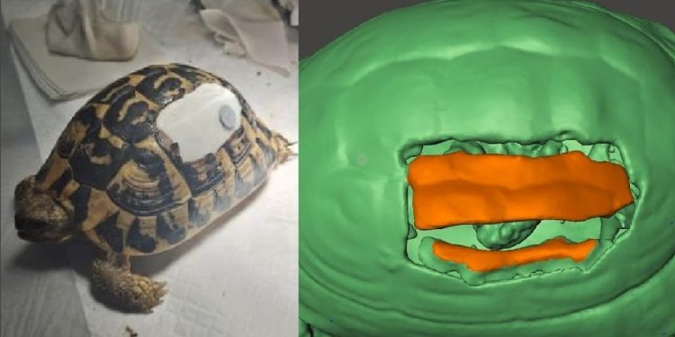 Protesi in 3D per salvare la vita di una testuggine in letargo ferita da una motozappa
