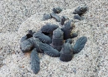 Un’incredibile stagione di nidificazione, in cui quota “100” ricorre e rimarca il successo degli sforzi di sensibilizzazione