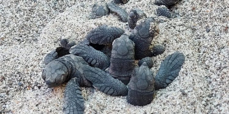 Un’incredibile stagione di nidificazione, in cui quota “100” ricorre e rimarca il successo degli sforzi di sensibilizzazione