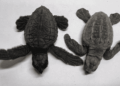 Australia, scoperte rare tartarughe marine ibride: il fenomeno potrebbe cambiare gli equilibri evolutivi