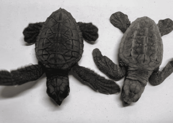 Australia, scoperte rare tartarughe marine ibride: il fenomeno potrebbe cambiare gli equilibri evolutivi