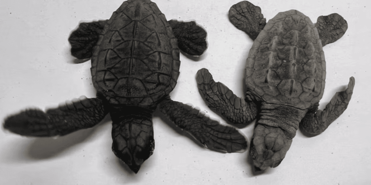 Australia, scoperte rare tartarughe marine ibride: il fenomeno potrebbe cambiare gli equilibri evolutivi