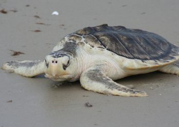 Florida: record di nidi della rara tartaruga di Kemp ma drastico calo di deposizioni di Chelonia mydas