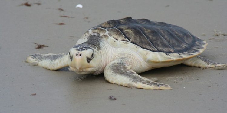 Florida: record di nidi della rara tartaruga di Kemp ma drastico calo di deposizioni di Chelonia mydas
