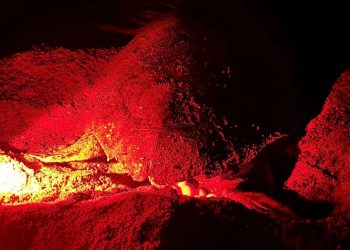 Battuto in Campania il record annuale di nidificazioni di Caretta caretta e la regione si conferma anche nel 2024 terza d’Italia