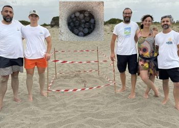 Da tacco d’Italia a culla per le Caretta caretta: il Salento ospita già più di 40 nidi di tartaruga marina