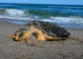 Caretta caretta, record di nidificazioni sulla costa est degli USA: quando la conservazione dà risultati