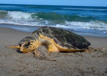 Caretta caretta, record di nidificazioni sulla costa est degli USA: quando la conservazione dà risultati
