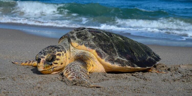 Caretta caretta, record di nidificazioni sulla costa est degli USA: quando la conservazione dà risultati