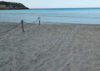 Lampedusa da record: raggiunti i 17 nidi di tartaruga marina nel 2025. Anche Linosa segna il suo massimo dal 2018