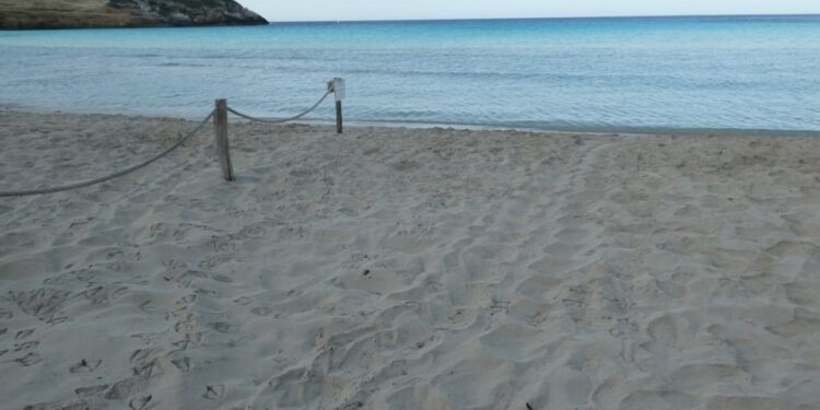 Lampedusa da record: raggiunti i 17 nidi di tartaruga marina nel 2025. Anche Linosa segna il suo massimo dal 2018