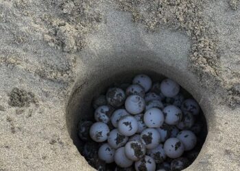 Campania da record: chiusa la prima fase di monitoraggio con 108 nidi di Caretta caretta