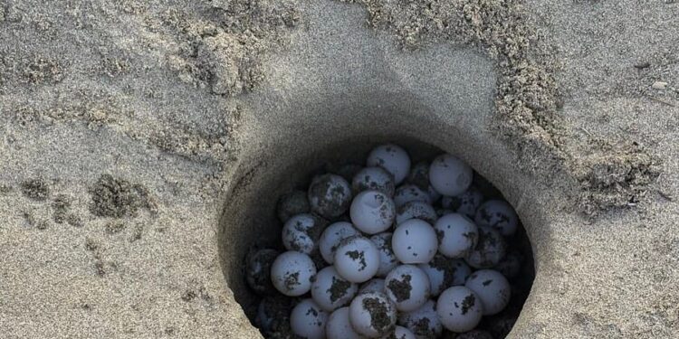 Campania da record: chiusa la prima fase di monitoraggio con 108 nidi di Caretta caretta