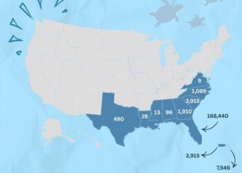 Record di nidificazioni di tartarughe marine nel Sud-Est USA: quando la conservazione funziona