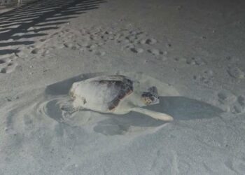 Due record senza precedenti: Castel Volturno e la Liguria riscrivono la mappa della nidificazione in Italia