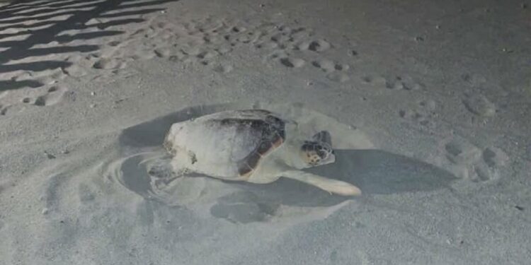 Due record senza precedenti: Castel Volturno e la Liguria riscrivono la mappa della nidificazione in Italia