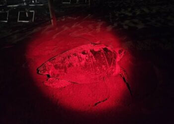 Toscana da record: con il 25° nido del 2025, la Caretta caretta conquista anche Marina di Carrara