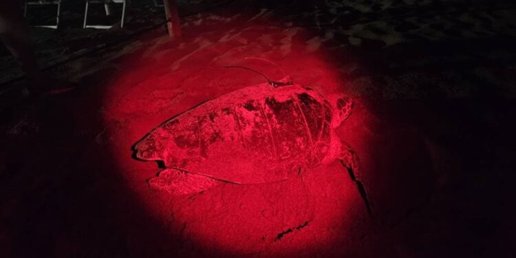 Toscana da record: con il 25° nido del 2025, la Caretta caretta conquista anche Marina di Carrara