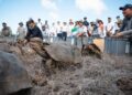 Dopo 180 anni torna la testuggine gigante su Isla Floreana: 158 esemplari rilasciati per ripristinare l’ecosistema