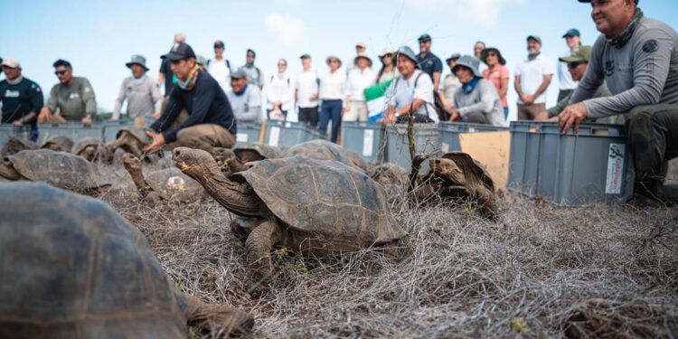 Dopo 180 anni torna la testuggine gigante su Isla Floreana: 158 esemplari rilasciati per ripristinare l’ecosistema