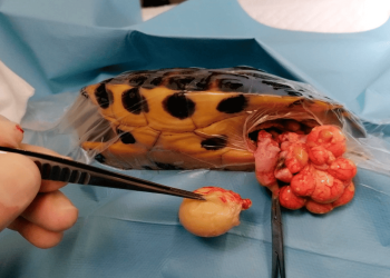 Disturbi dell’apparato riproduttivo femminile nei Cheloni: una revisione