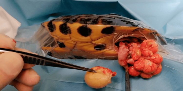 Disturbi dell’apparato riproduttivo femminile nei Cheloni: una revisione